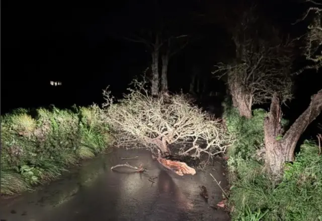 Branches down on a road