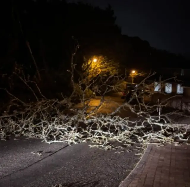 Tree branches on a road