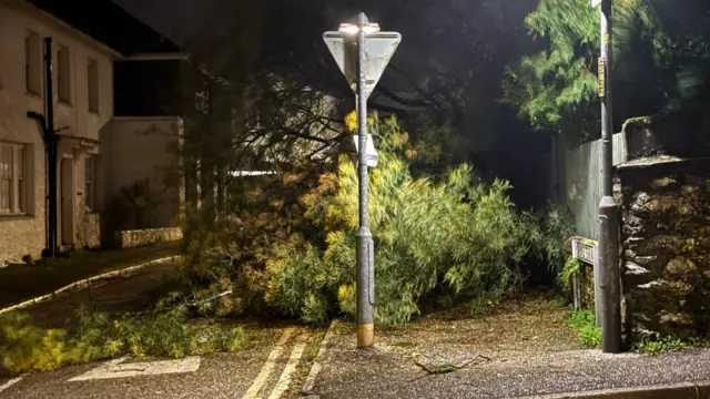 A fallen tree on a street in Falmouth