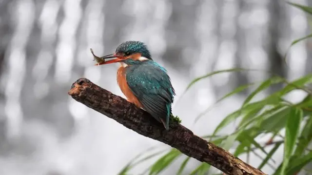 A Kingfisher eats a fish during calm weather on a river near Dover in Kent. The UK is braced for heavy snowfall and strong winds from Storm Goretti with amber weather warnings issued across the country. Picture date: Thursday January 8, 2026.