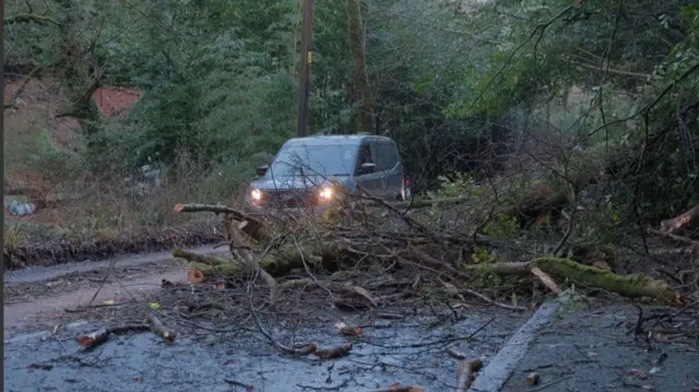 Tree down in road with car