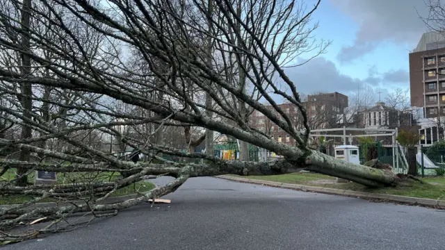 A large tree which has fallen on a road in Jersey