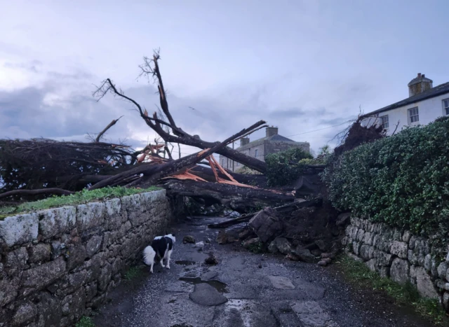 Tree down on track with dog.