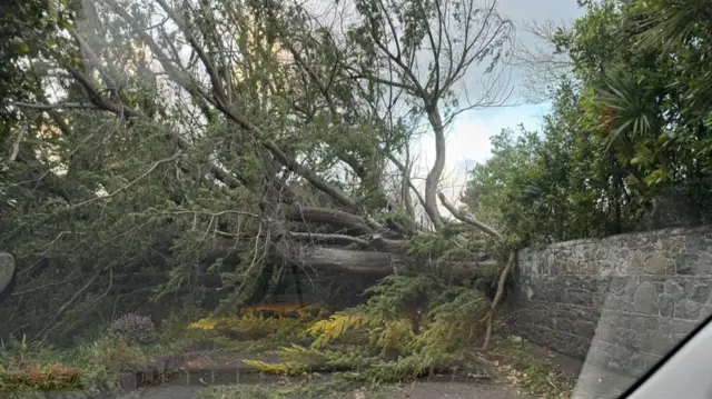 Tree down in Guernsey