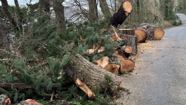 The 93-year-old tree that cut off Malpas. It is a large tree with it shown cut up into pieces. It is laid on the side of the road.