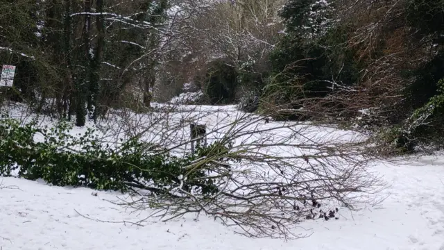 Fallen branches in Leicestershire