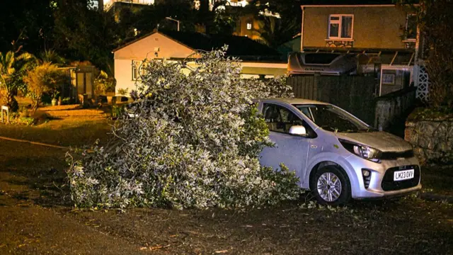 A tree on a silver car.