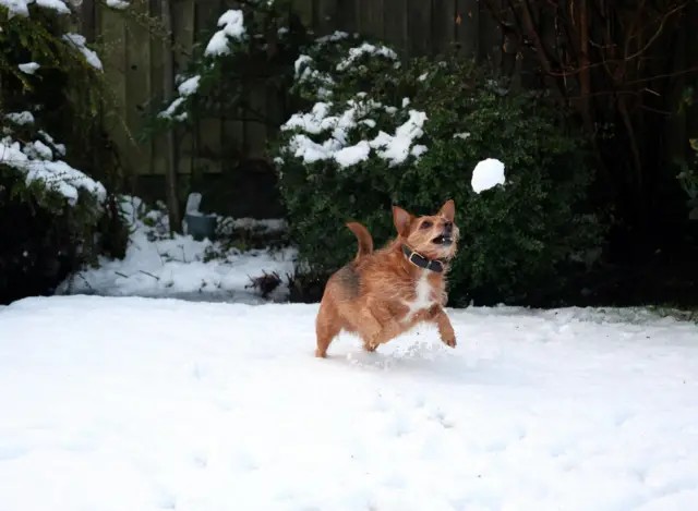 A brown dog is jumping mid air, about ot catch a snowball