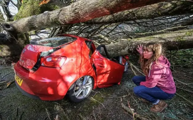 Crushed car by tree in Falmouth