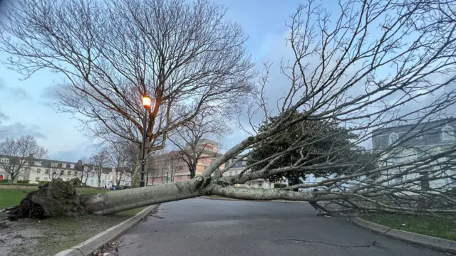 A large tree down on a road in Jersey