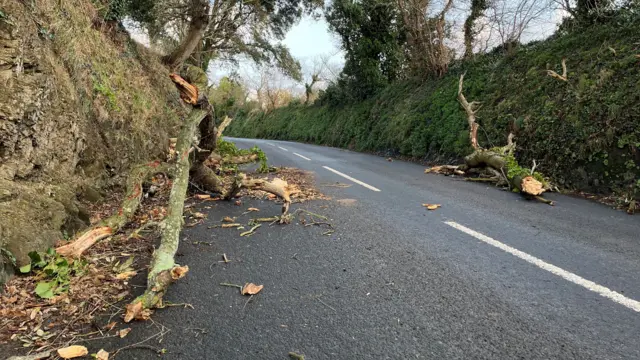 Tree branches strewn in a road in the Grouville area of Jersey
