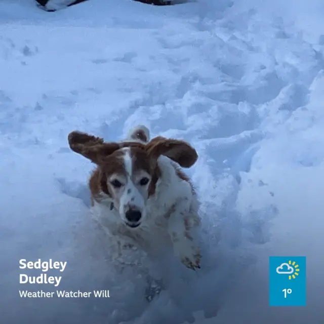 A brown and white dog runs through deep snow towards the camera.