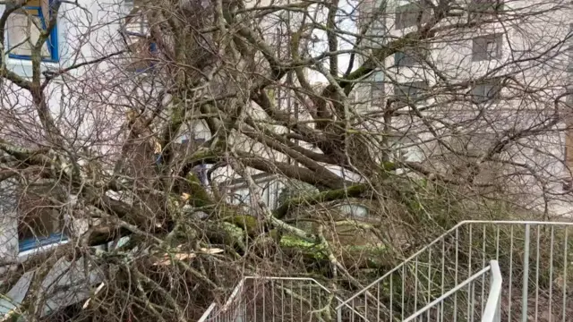 Fallen tree