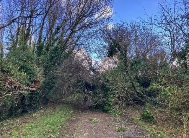 Trees down in Cornwall