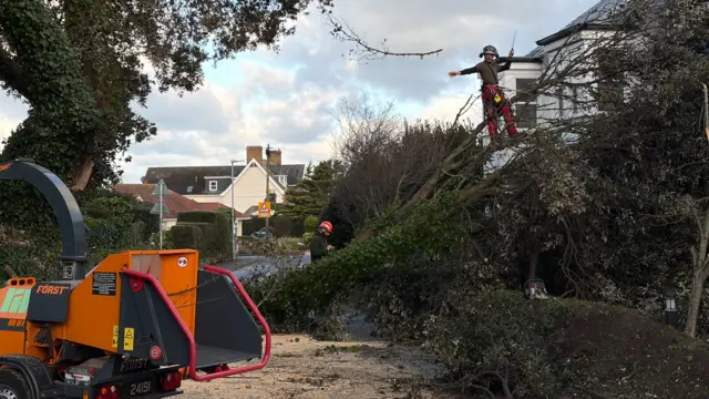 Two tree surgeons deal with a fallen tree in Guernsey