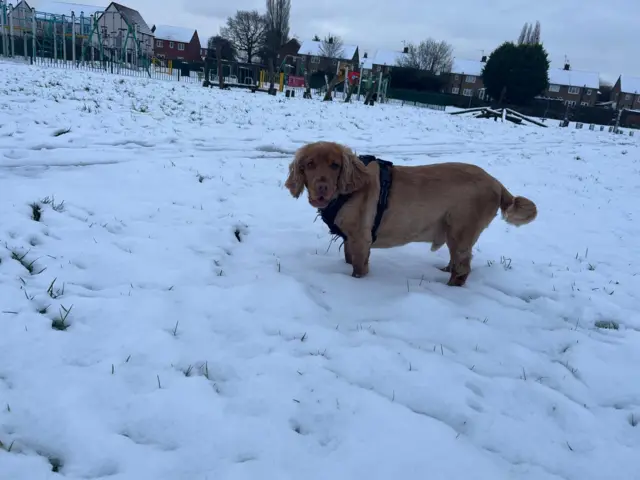 A dog stands in a snowy field with a children's park behind him