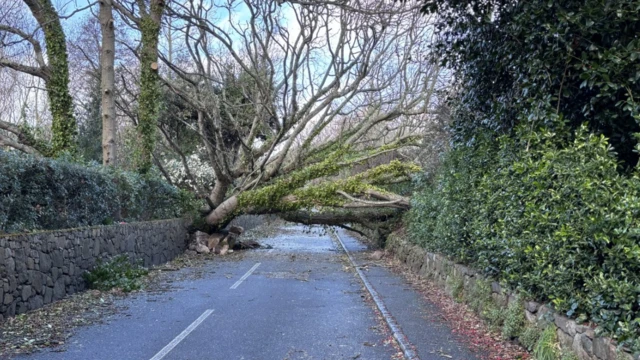 A fallen tree blocking a road at Saumarez Park in Guernsey.