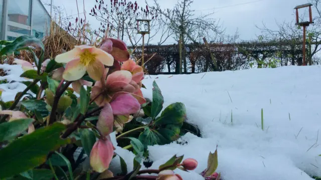 Flowers in the foreground with a snow-covered garden behind it. A shed is visible on the left.
