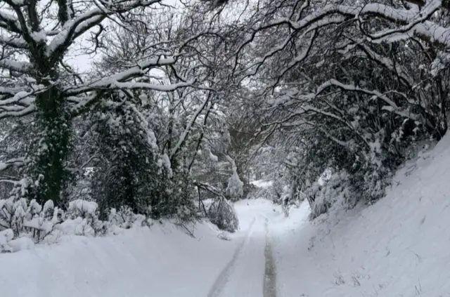 A snow covered country road, with trees either side coated in snow