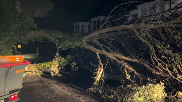 Tree down in Guernsey