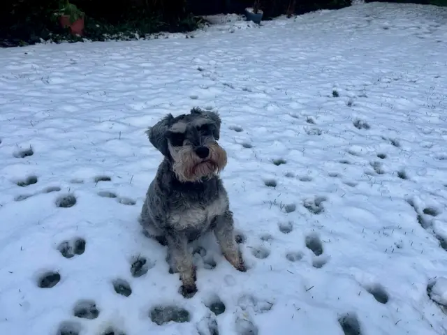 A dog sitting in the snow