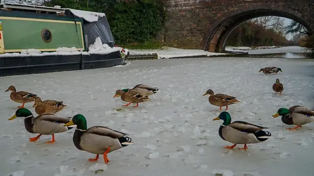 A group of ducks walking across a frozen canal. A narrowboat can be seen moored in the background and a brick bridge is further down the canal.