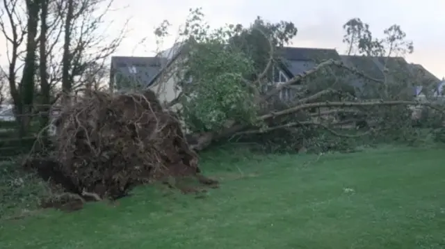 Tree down on grass