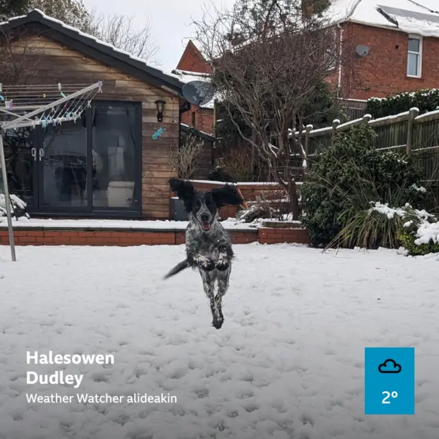 A dog pictured in mid air after leaping from the ground, which is covered in snow.