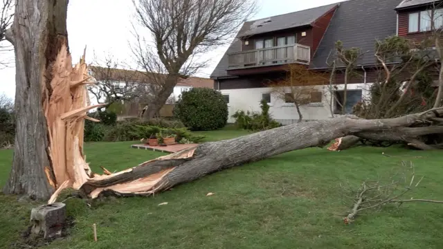 A large fallen tree near a house. The branches have landed in front of the house and the base of the tree is damaged.