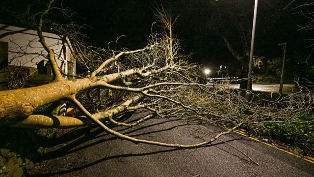 A tree down in Cornwall.