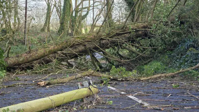 A fallen tree and telephone post.