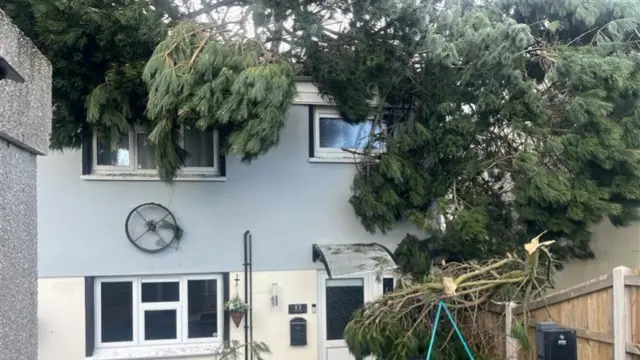 A tree has fallen into a house in Falmouth
