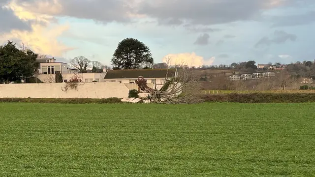 A tree has crashed into a wall after falling down during Storm Goretti