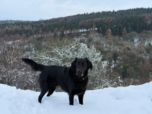 A black dog stands in snow above snow-topped trees in the background