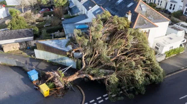 Fallen tree on house in Falmouth