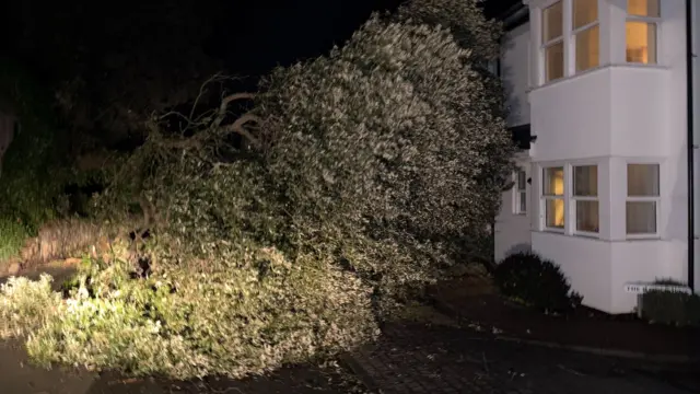 A tree which has blown over during Storm Goretti. It has fallen onto a road next to a white house.