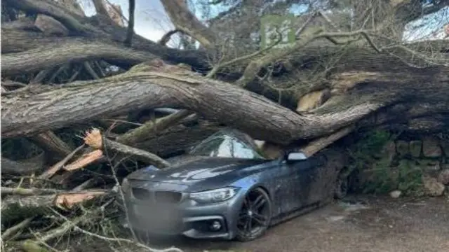 Car crushed by tree