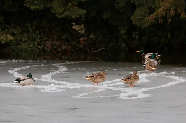 Skating ducks