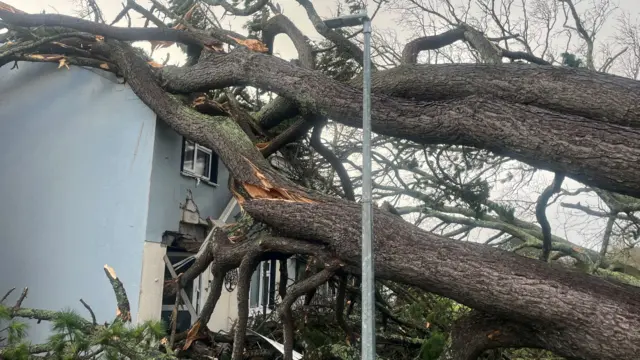 A tree has fallen into a house in Falmouth
