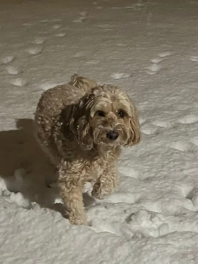 Dog in snow