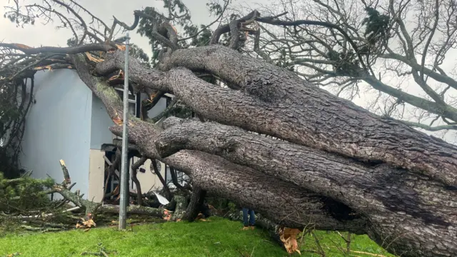 A tree has fallen into a house in Falmouth