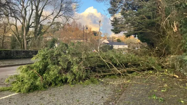 Fallen trees in road