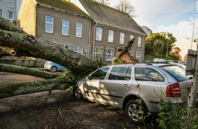 Car crushed by tree