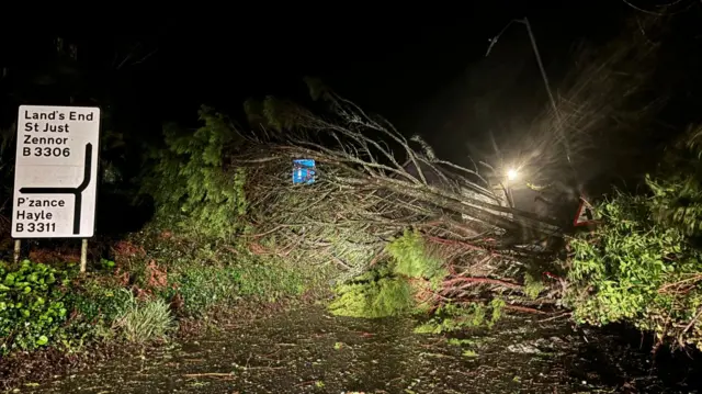 Trees down