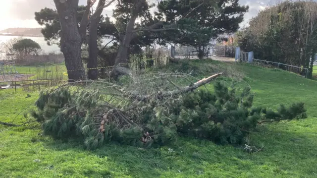 Delancey Park in Guernsey, a tree has fallen down with part of the other trees taped off.