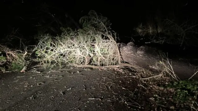 Trees down