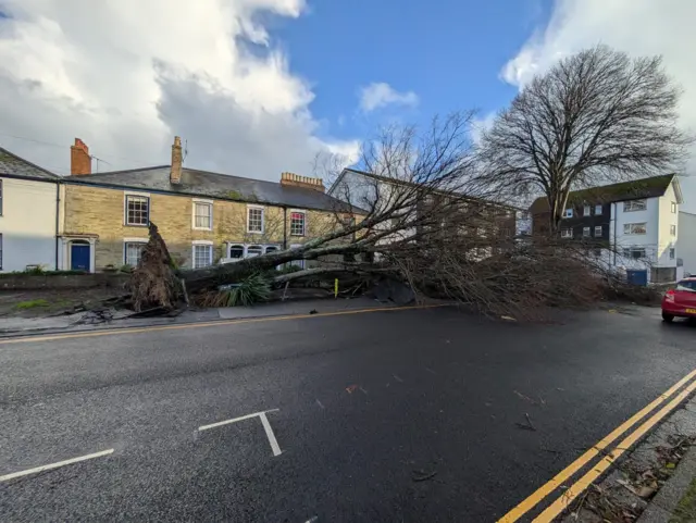 Tree down in Falmouth