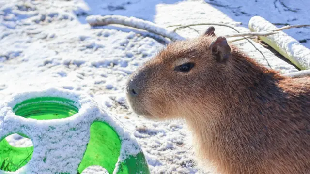 A Capybara in the snow