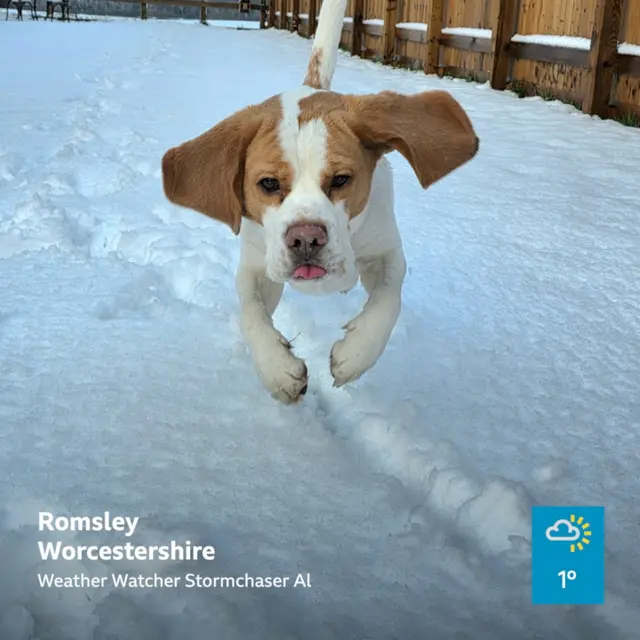 A white and brown dog bounds towards the camera over snow-covered ground.