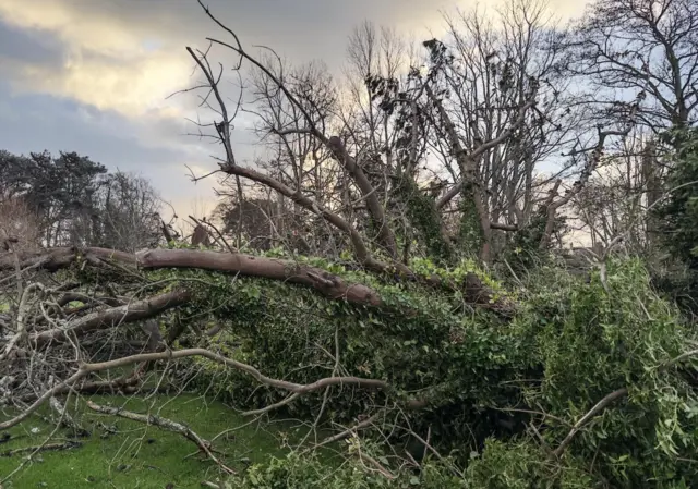 Tree down in Guernsey